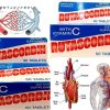 Rutascorbin, Vitality Boost, Immune Support, Cardio Health 50 Tablets 6000 mcg - Thumbnail Image 2